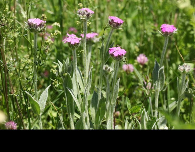 Lychnis fleur de Jupiter &copy;Photo Ph. Pellicier