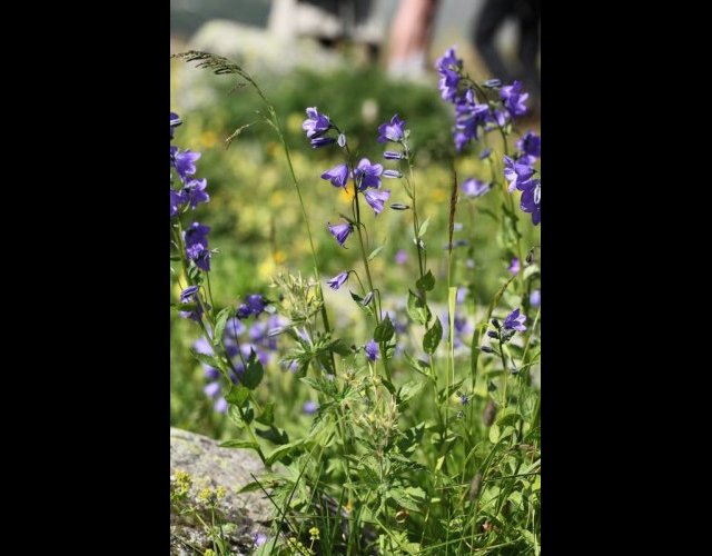 Campanule à feuilles en losange, Campanula rhomboidalis &copy;Photo Ph. Pellicier