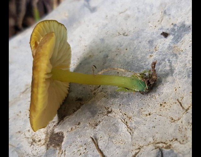 Entoloma incanum &copy;Photo Ph. Pellicier