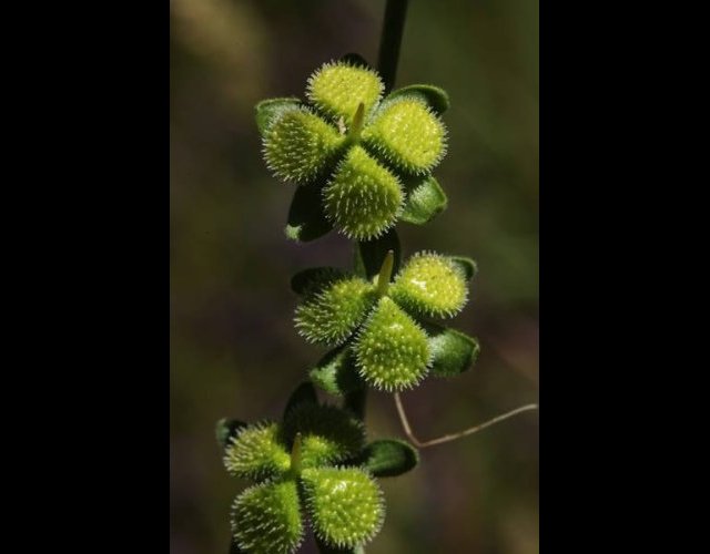 Le Cynoglosse officinale &copy;photo Ph. Pellicier