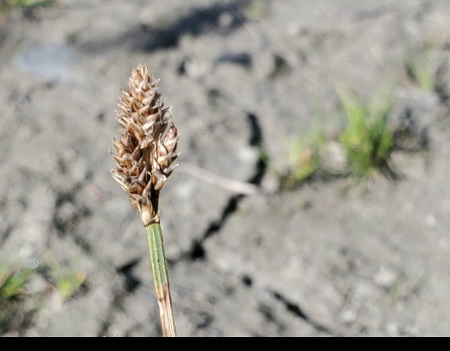 Laîche de Lachenal (Carex lachenalii) &copy;Photo Ph. Pellicier