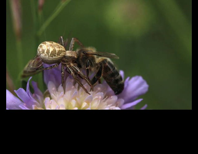 Xysticus cristatus, une araignée qui chasse à l'affût &copy;photo Ph. Pellicier