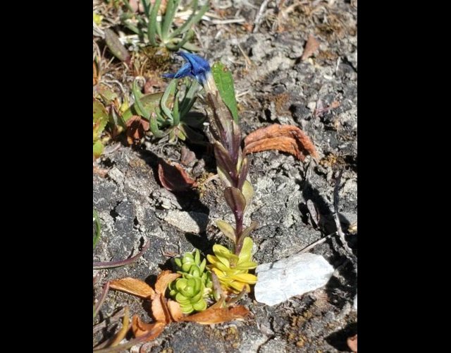 Gentiane subacaule (Gentiana bavarica var. subaaulis) &copy;Photo Ph. Pellicier