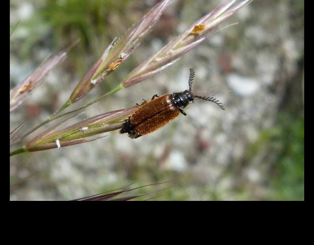 Drilus flavescens &copy;photo C. Desjacquot