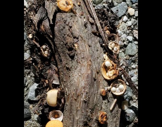 Crucibule lisse, Crucibulum crucibuliforme