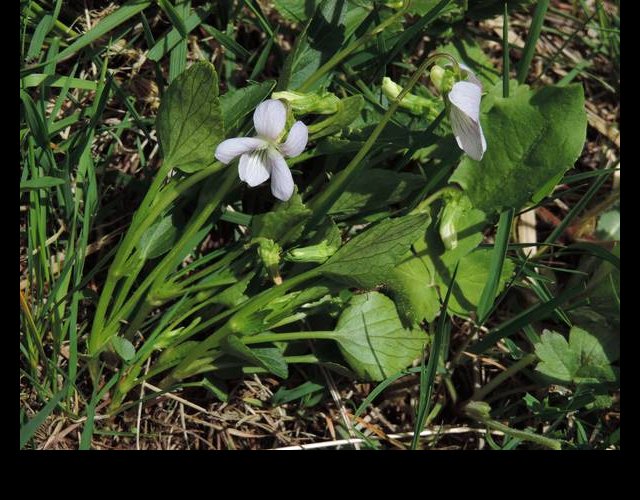 La Violette des montagnes &copy;photo O. Lussiana