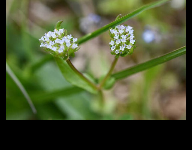 Mâche ou doucette (Valerianella locusta) &copy;photo R. Theaud