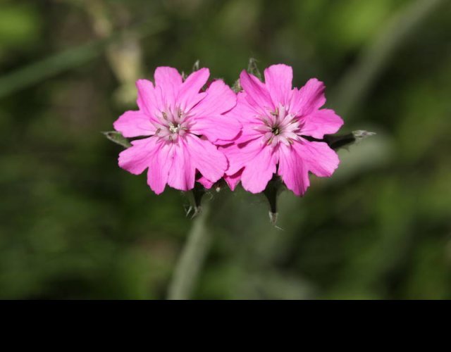 Lychnis fleur de Jupiter &copy;Photo Ph. Pellicier