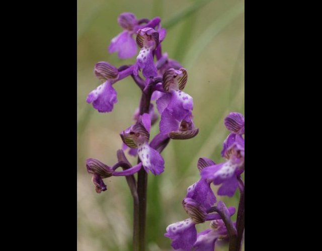 L'Orchis bouffon &copy;Photo Ph. Pellicier