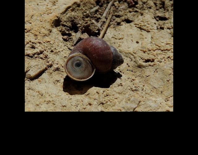 Le Cyclostome élégant &copy;photo O. Lussiana