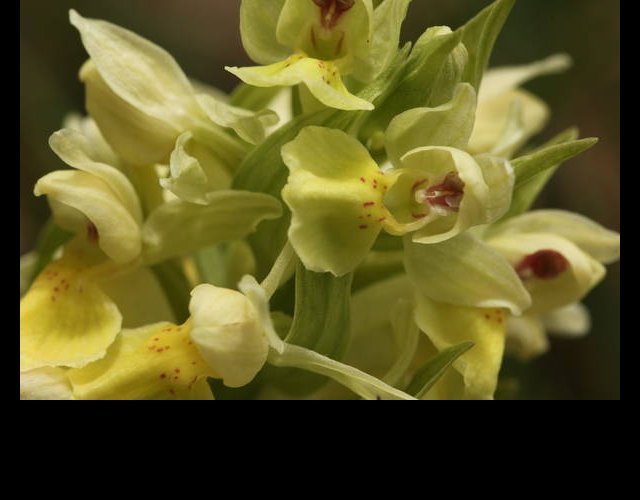 L'Orchis sureau &copy;photo P. Pellicier