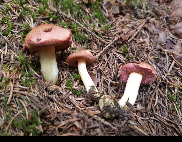 Chalciporus amarellus &copy;Photo Ph. Pellicier