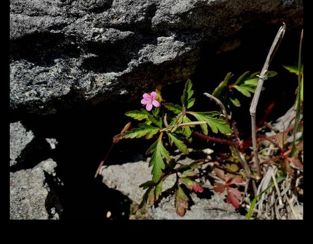 Géranium pourpre &copy;Photo O. Lussiana