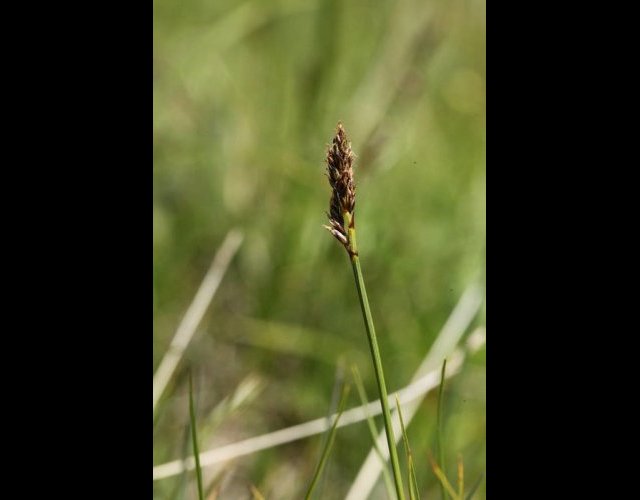 Cobrésia simple, Carex bipartita &copy;Photo Ph. Pellicier