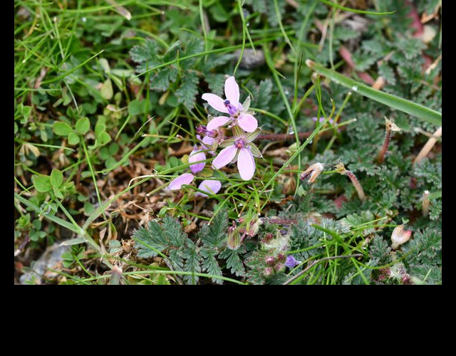 Érodium bec de grue (Erodium cicutaria) &copy;photo R. Theaud