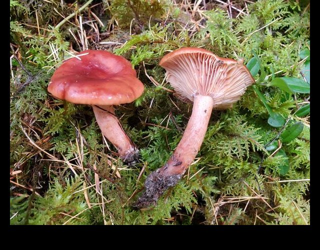 Le Lactaire rouge sombre