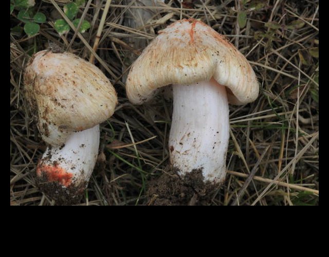 Inocybe de Patouillard &copy;photo Ph. Pellicier