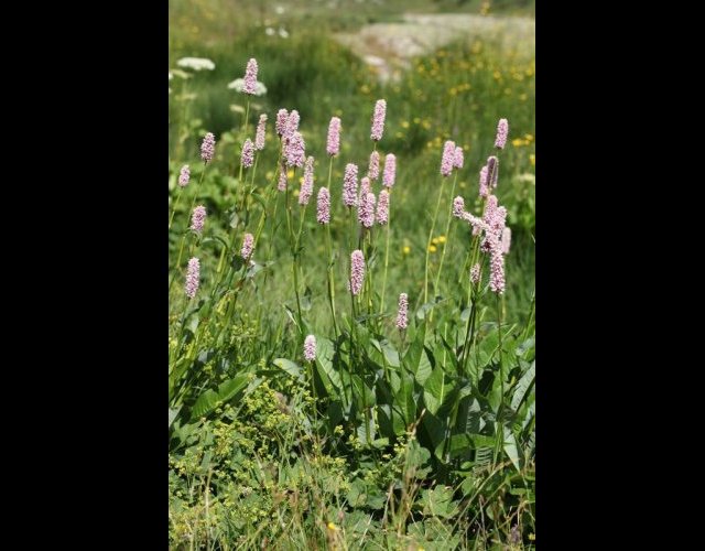 Renouée bistorte, Bistorta officinalis &copy;Photo Ph. Pellicier