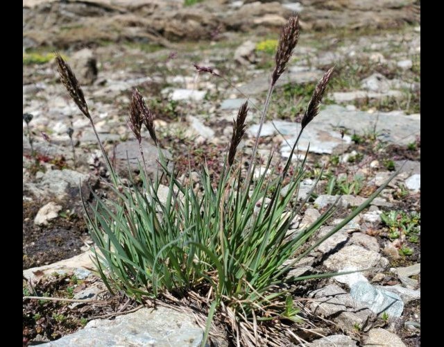 Triset enn épi, Trisetum spicatum subso. ovalipaniculatum &copy;Photo Ph. Pellicier