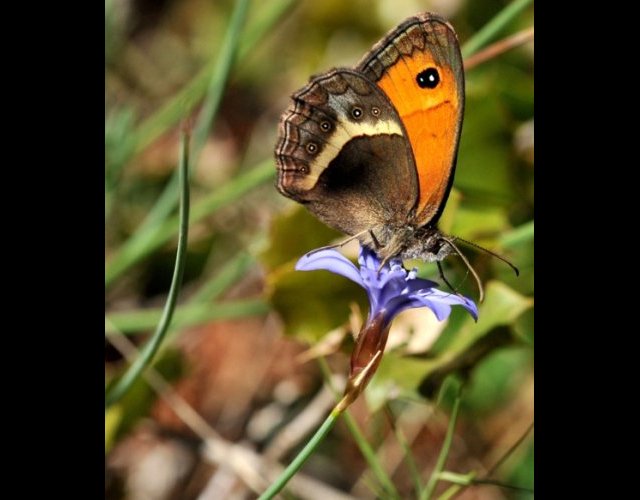 Le Tytire &copy;photo M.&nbsp;Pantaloni