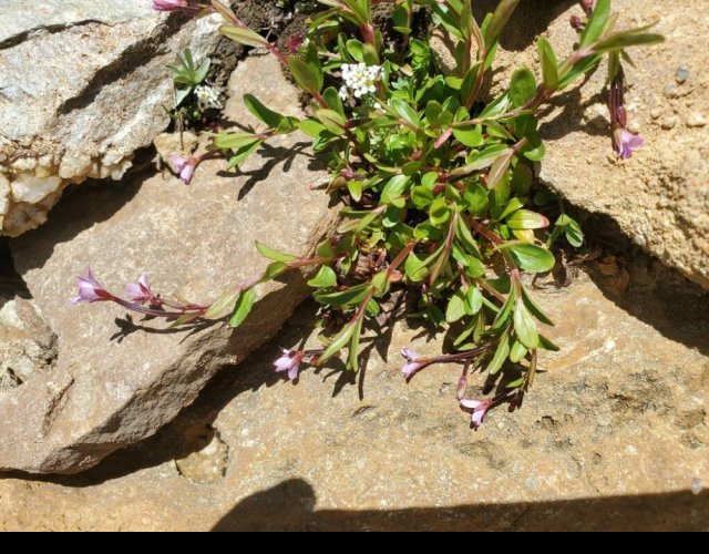 Épilobe à feuilles de mouron, Epilobium anagallidifolium &copy;Photo Ph. Pellicier