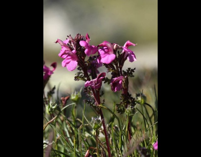 Pédiculaire de Kerner, Pedicularis kerneri &copy;Photo Ph. Pellicier