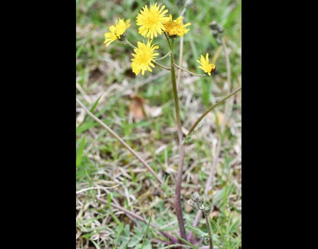 Crépide à feuilles de pissenlits (Crepis vesicaria subsp. taraxifolia) &copy;photo R. Theaud