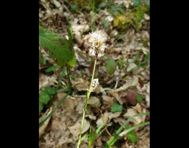 Laîche poilue, inflorescence &copy;Photo O. Lussiana