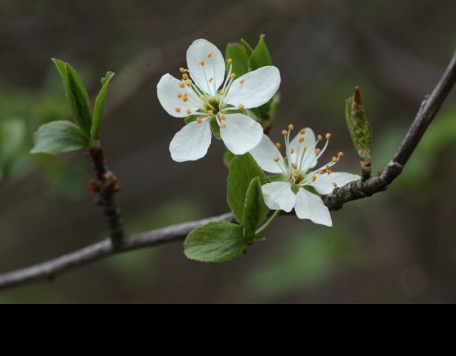 Prunellier