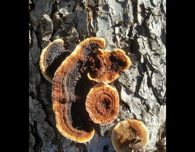 Lenzite tricolore, Daedaleopsis tricolor