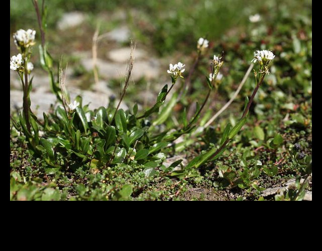 Arabette à feuilles de pâquerette (Arabis soyeri subsp. subcoriacea) &copy;Photo Ph. Pellicier