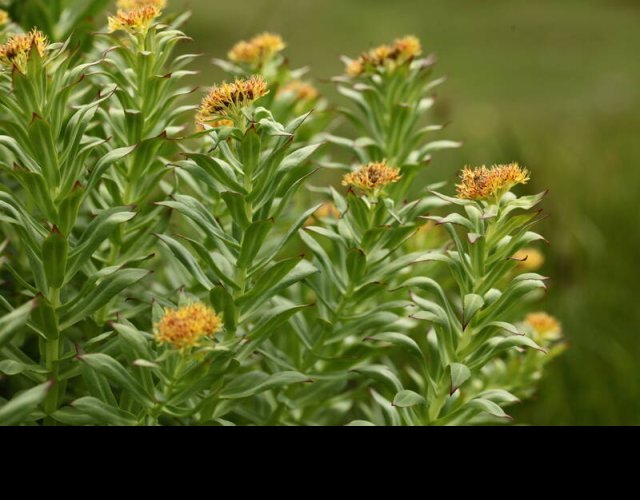 Orpin rose, Rhodiola rosea &copy;Photo Ph. Pellicier
