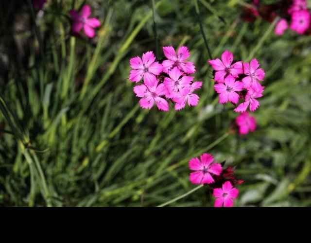 Œillet rouge sombre, Dianthus carthusianorum subsp. atrorubens &copy;Photo Ph. Pellicier