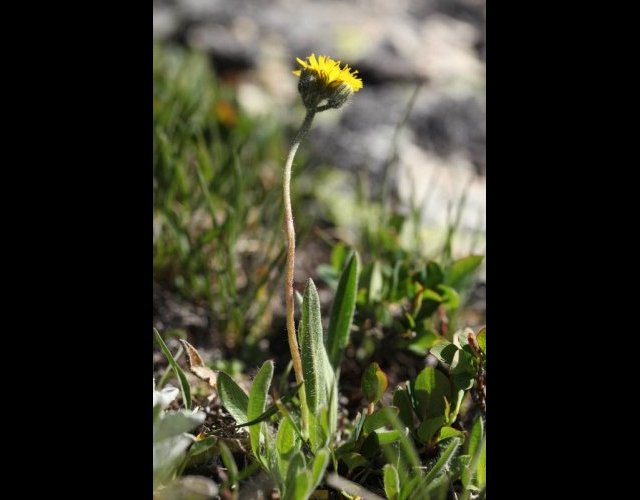 Piloselle des glaciers, Pilosella glacialis &copy;Photo Ph. Pellicier