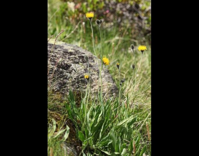 Épervière fausse-armérie, Hieracium armerioides &copy;Photo Ph. Pellicier