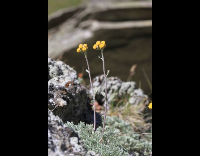 L'Armoise des glaciers &copy;photo Ph. Pellicier