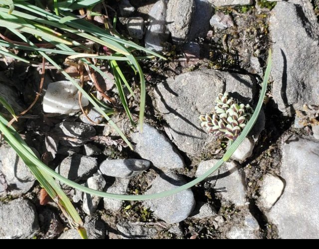 Laîche bicolore (Carex bicolor) &copy;Photo Ph. Pellicier
