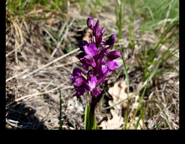 Orchis bouffon &copy;Photo O. Lussiana
