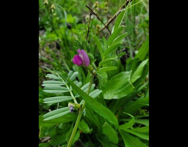 Vesce cultivée