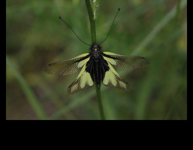 L'ascalaphe bariolé, insecte typique des pelouses sèches, répandu des ces milieux en Tarentaise &copy;photo Ph. Pellicier