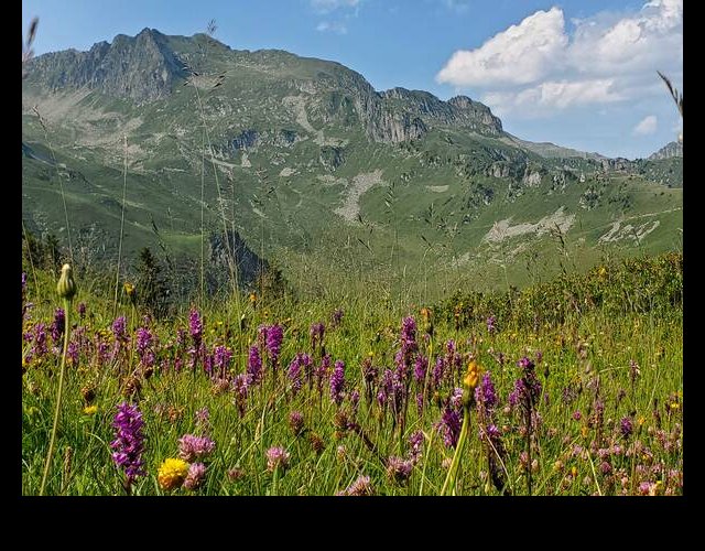Un parterre d'Orchidées près du bélvédère (Dactylorhiza savogiensis) &copy;Photo Ph. Pellicier