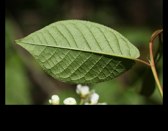 Le Cerisier boréal, dos des feuilles &copy;photo P. Pellicier