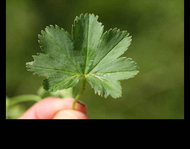 Alchémille incisée (Alchemilla incisa) &copy;Photo Ph. Pellicier