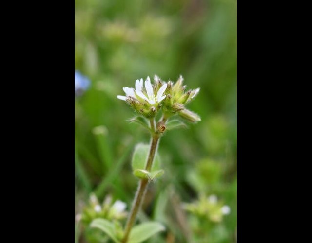 Céraiste aggloméré (Cerastium glomeratum) &copy;photo R. Theaud