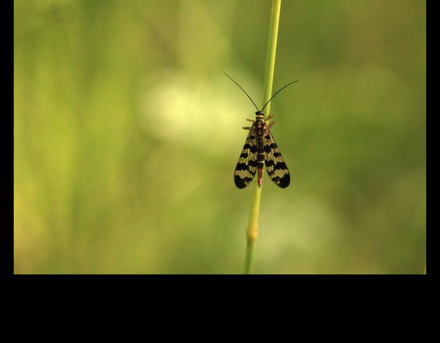 La mouche scorpion &copy;photo Ph. Pellicier