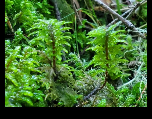 La mousse à étage (Hylocomium splendens)