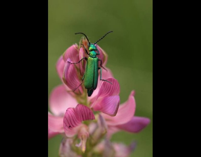 La mouche d'Espagne, un splendide coléoptère sur sainfoin &copy;photo Ph. Pellicier