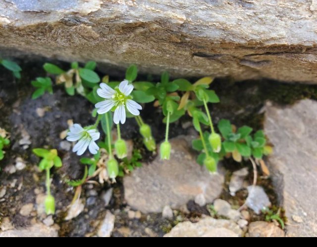 Céraiste pédonculé, Cerastium pedunculatum &copy;Photo Ph. Pellicier