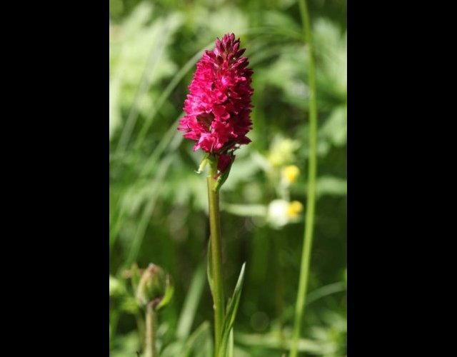 Hybride Nigritelle de Rhellican et Orchis moucheron (Gymnadenia nigra subsp. rhellicani x conopsea) &copy;Photo Ph. Pellicier