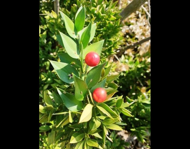 Fragon en fruits &copy;Photo O. Lussiana